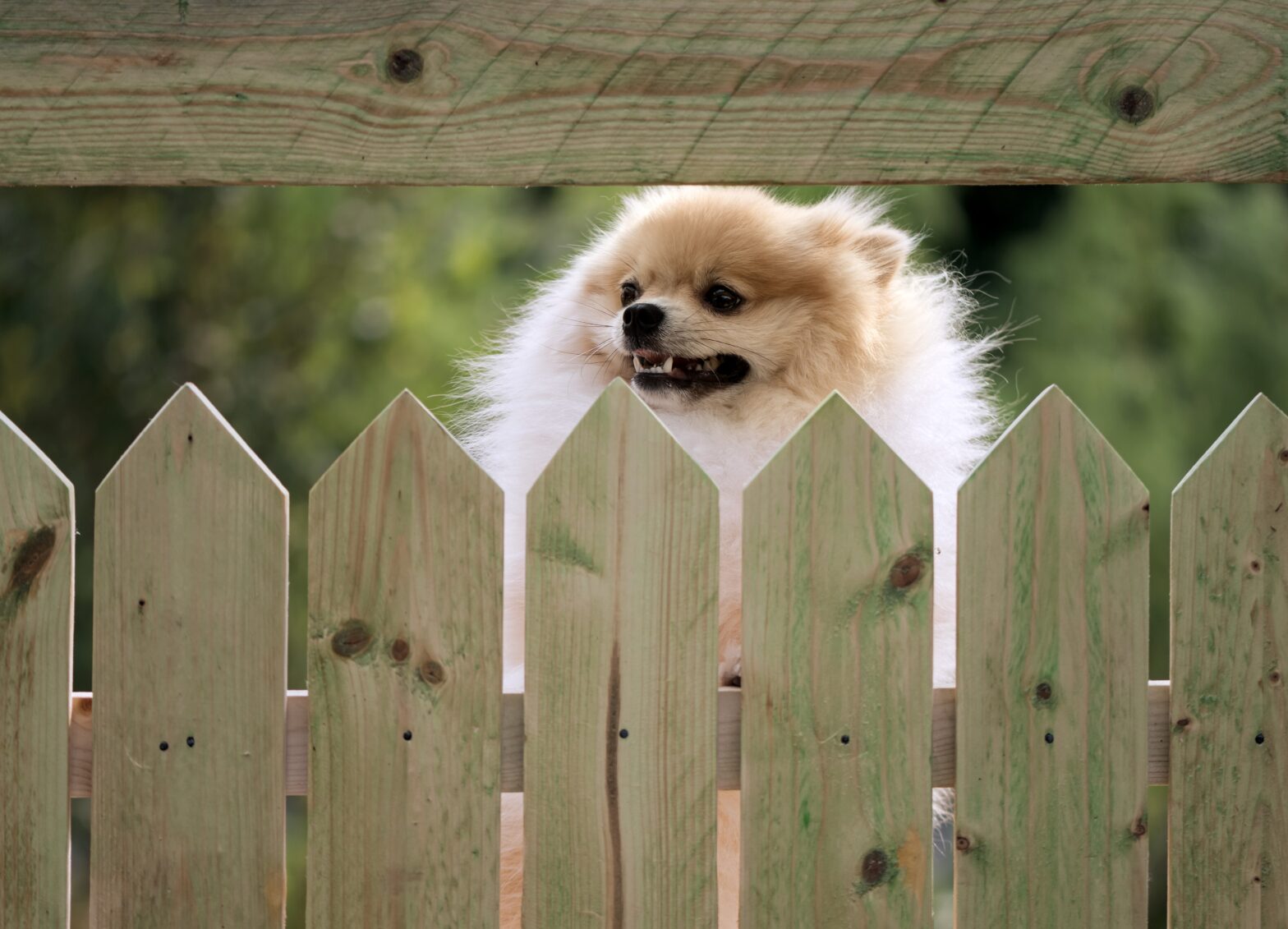 Photo of a wood fence to protect pets in North Richland Hills, Texas